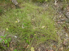 Rhynchospora brownii