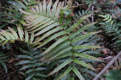 Blechnum camfieldii