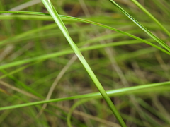 Rhynchospora brownii