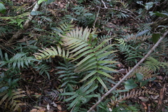 Blechnum camfieldii