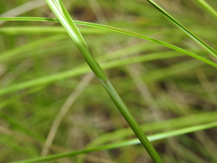 Rhynchospora brownii