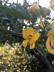 Senna corymbosa