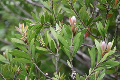 Melaleuca pallida