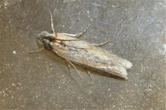 Phycita diaphana