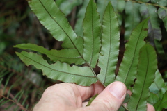 Blechnum camfieldii