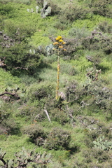 Agave salmiana crassispina