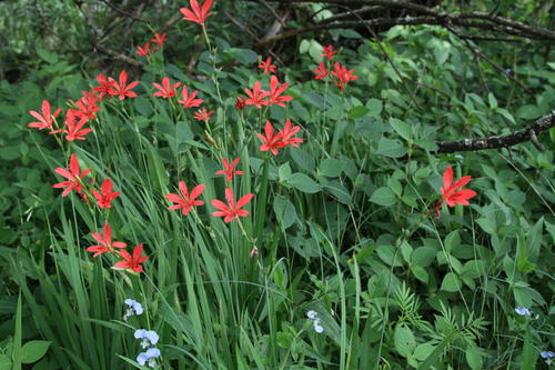 Freesia grandiflora