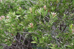 Melaleuca pallida