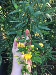 Senna corymbosa
