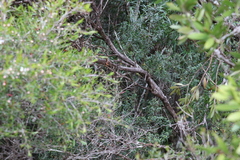 Melaleuca pallida