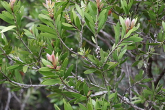 Melaleuca pallida