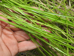 Rhynchospora brownii