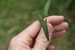 Persicaria praetermissa