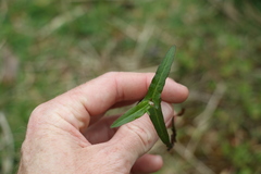 Persicaria praetermissa