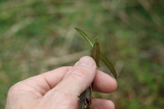 Persicaria praetermissa