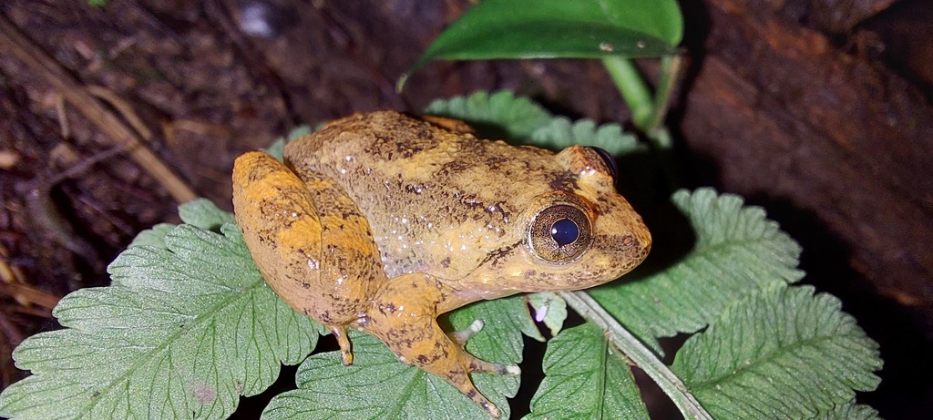 Broad-Headed Creek Frog