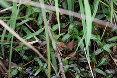 Persicaria praetermissa
