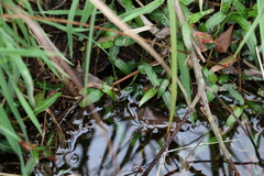 Persicaria praetermissa