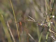 Bittacidae