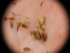 Rhynchospora brownii