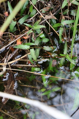 Persicaria praetermissa