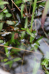 Persicaria praetermissa