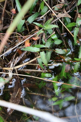 Persicaria praetermissa