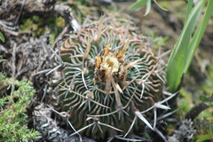 Echinofossulocactus phyllacanthus