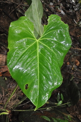 Anthurium penonomense