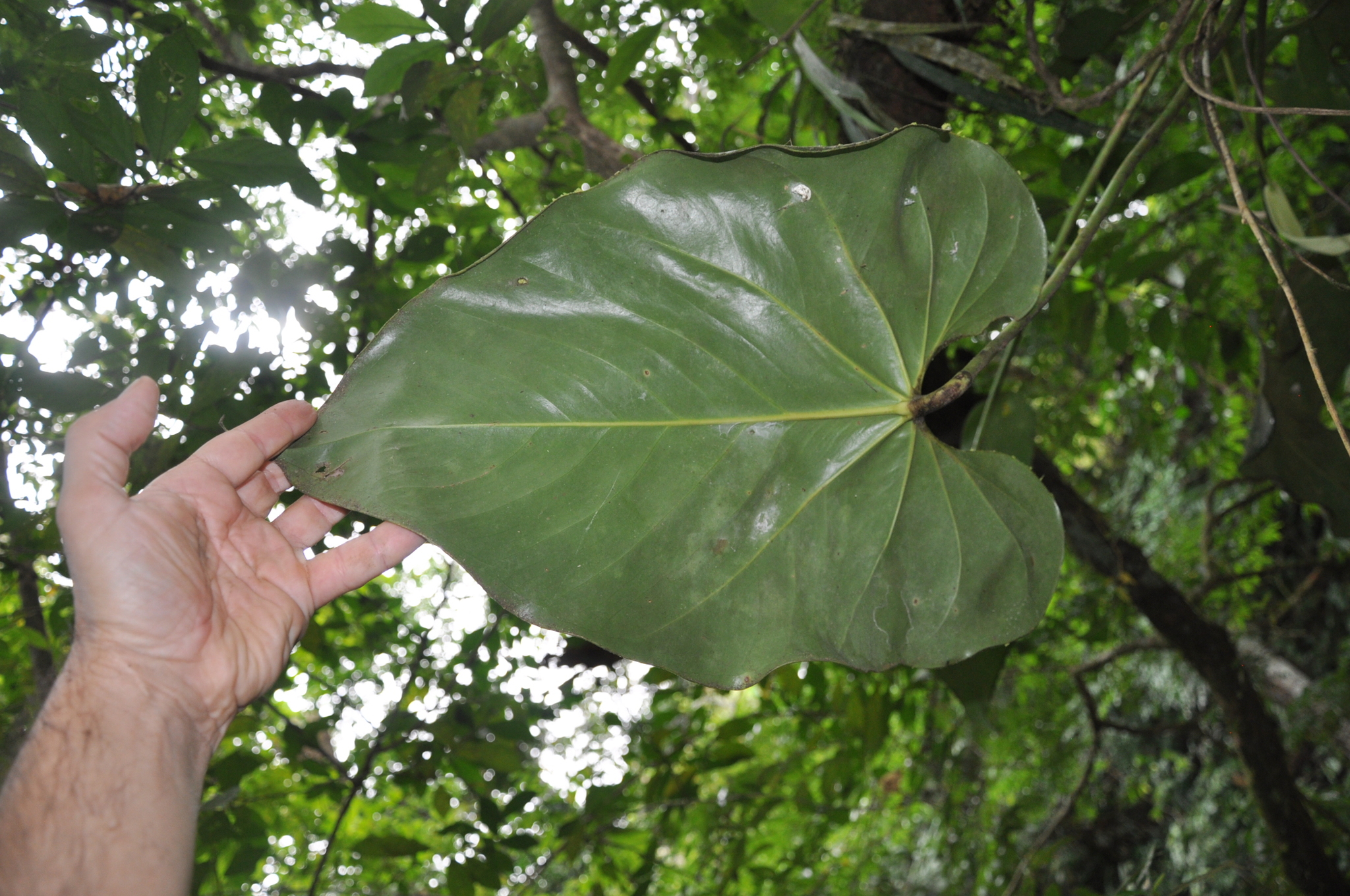 Anthurium penonomense 4