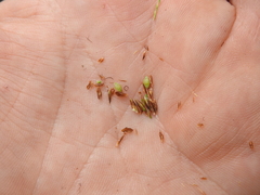 Rhynchospora brownii