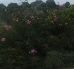 Podranea ricasoliana