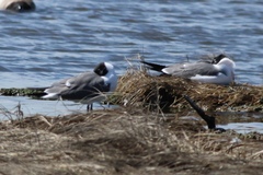 Leucophaeus atricilla megalopterus