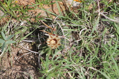 Echinofossulocactus phyllacanthus