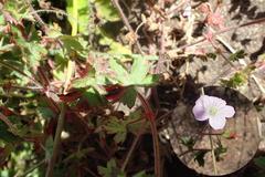 Geranium pulchrum