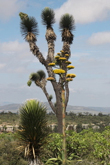 Yucca decipiens
