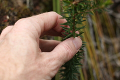 Acrothamnus melaleucoides