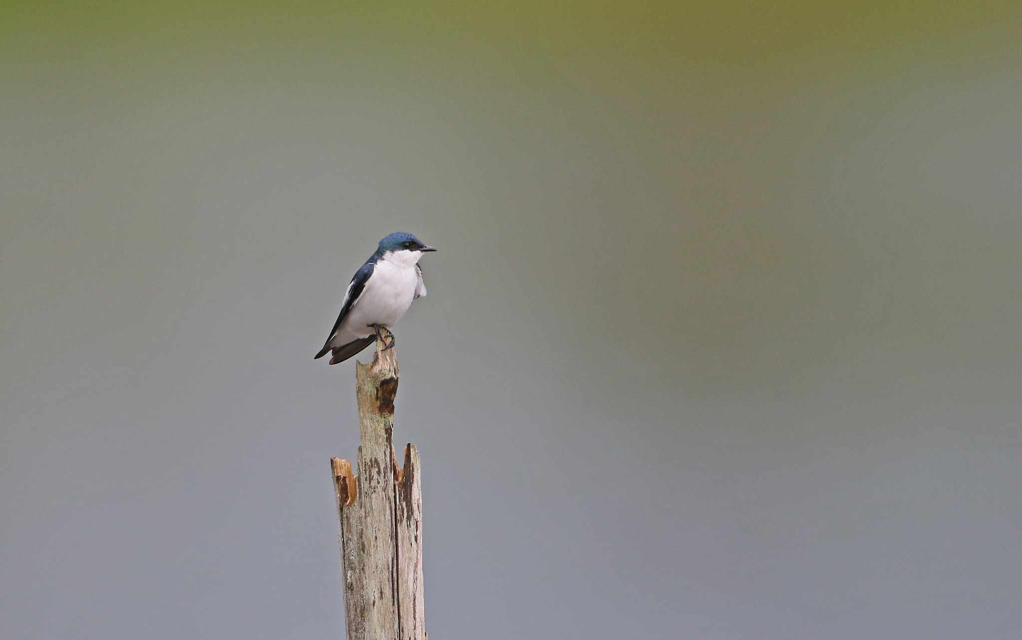 White-winged Swallow illustration