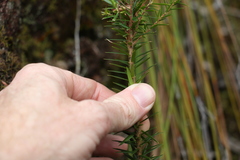 Acrothamnus melaleucoides