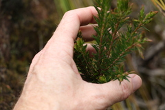 Acrothamnus melaleucoides