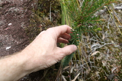 Acrothamnus melaleucoides
