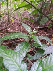 Mercurialis leiocarpa