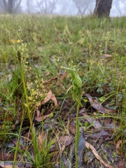 Pterostylis unicornis