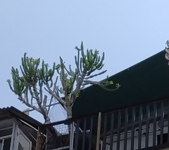 Euphorbia antiquorum