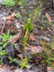 Pterostylis unicornis