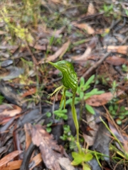 Pterostylis unicornis