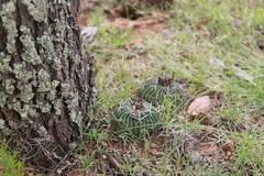 Echinofossulocactus phyllacanthus