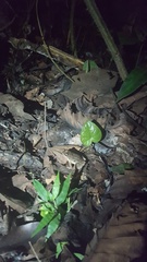 Leptodactylus leptodactyloides