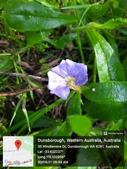 Scaevola calliptera
