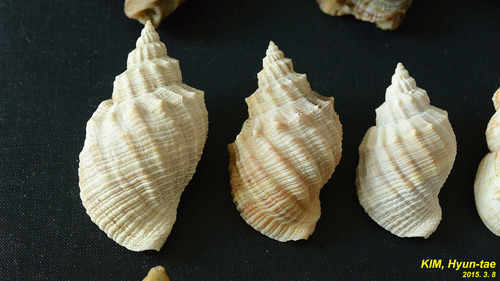 Sydaphera spengleriana